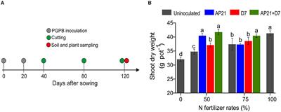 Endophytic PGPB Improves Plant Growth and Quality, and Modulates the Bacterial Community of an Intercropping System